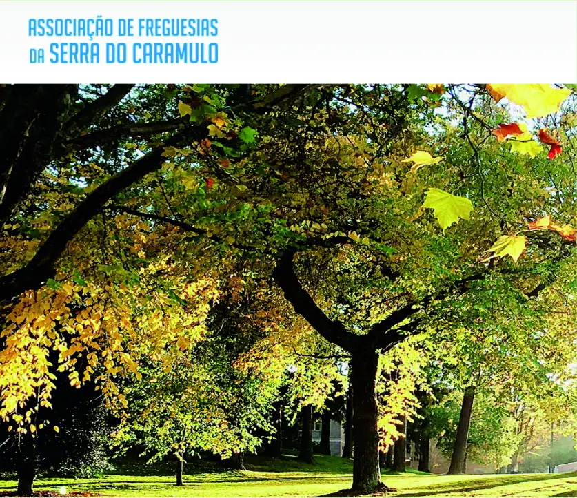 associação_caramulo