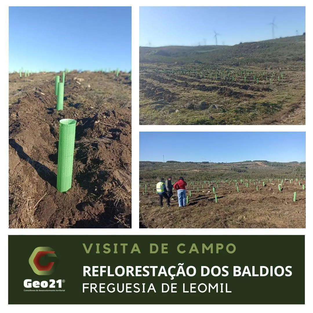 Fase final da reflorestação dos baldios da freguesia de Leomil