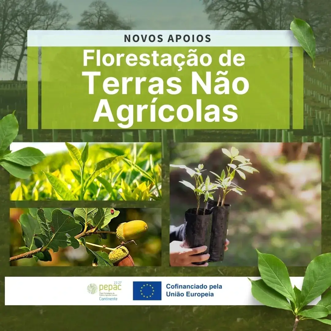Aberto Apoio à Florestação de Terras Não Agrícolas – 10 Milhões de Euros Disponíveis