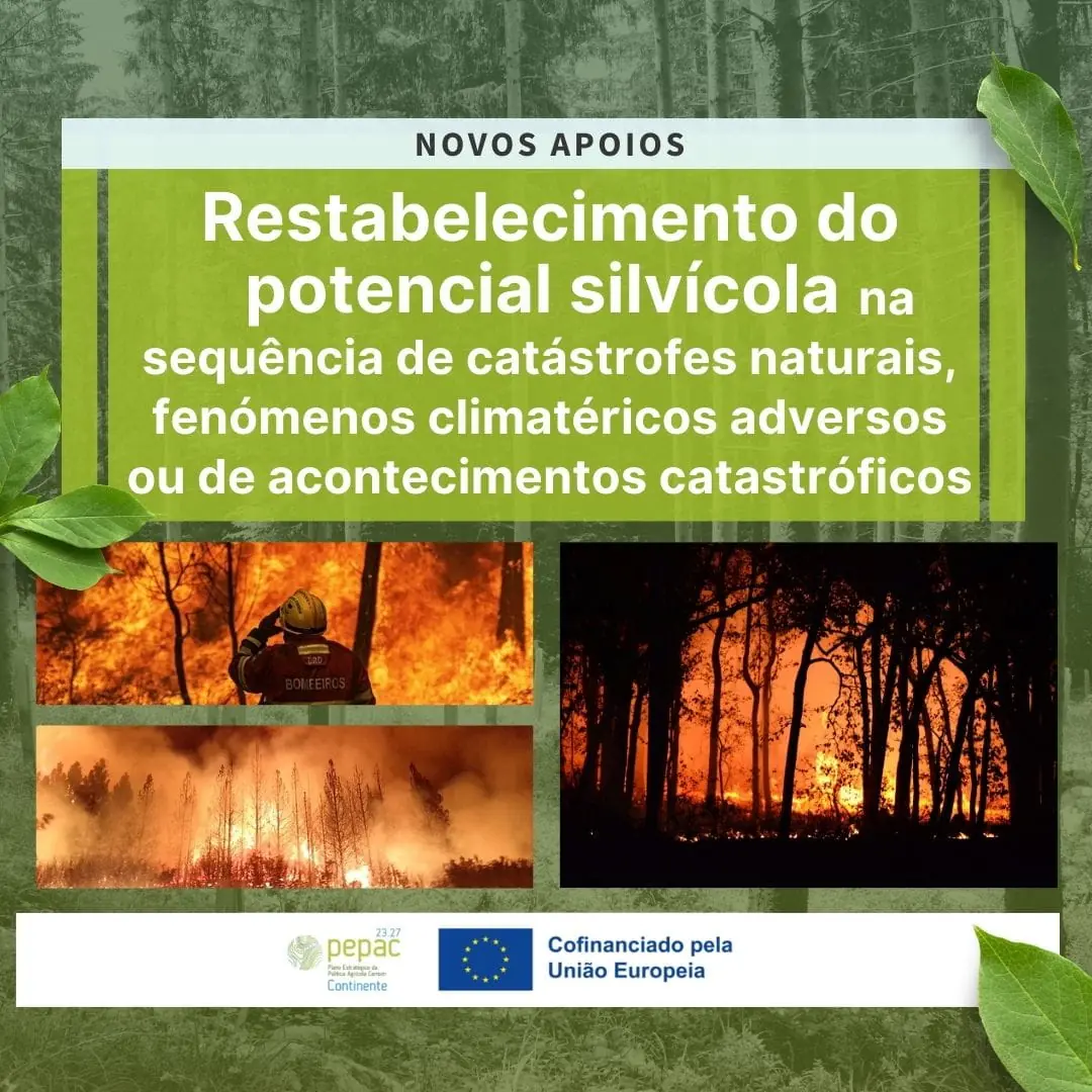 Novo Apoio para Reflorestação de Áreas Afetadas por Incêndios e Catástrofes Naturais