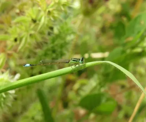valorização e gestão da reserva natural local da foz do almargem e do trafal loulé geo21