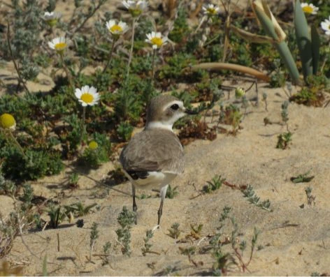 valorização e gestão da reserva natural local da foz do almargem e do trafal loulé geo21
