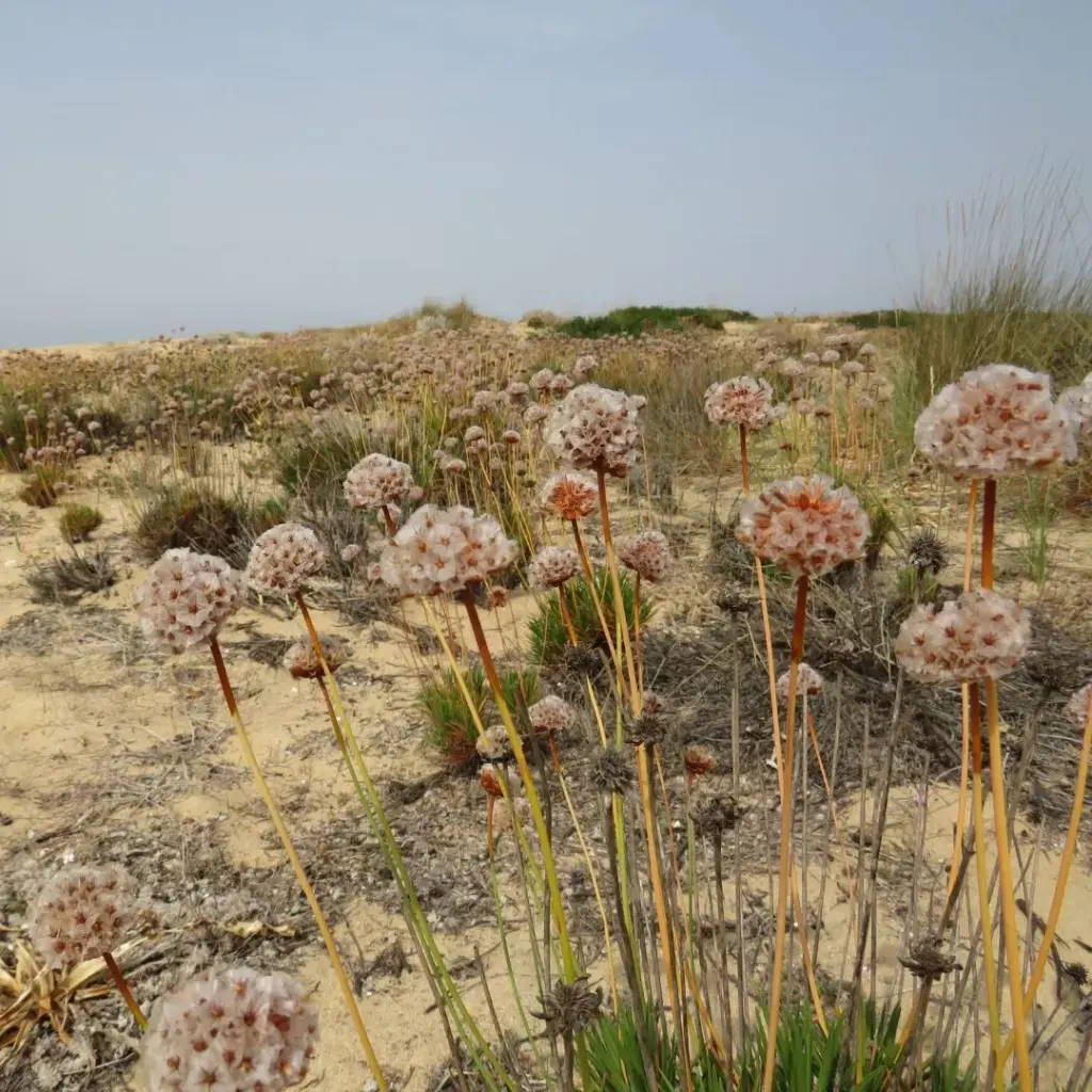 valorização e gestão da reserva natural local da foz do almargem e do trafal loulé geo21