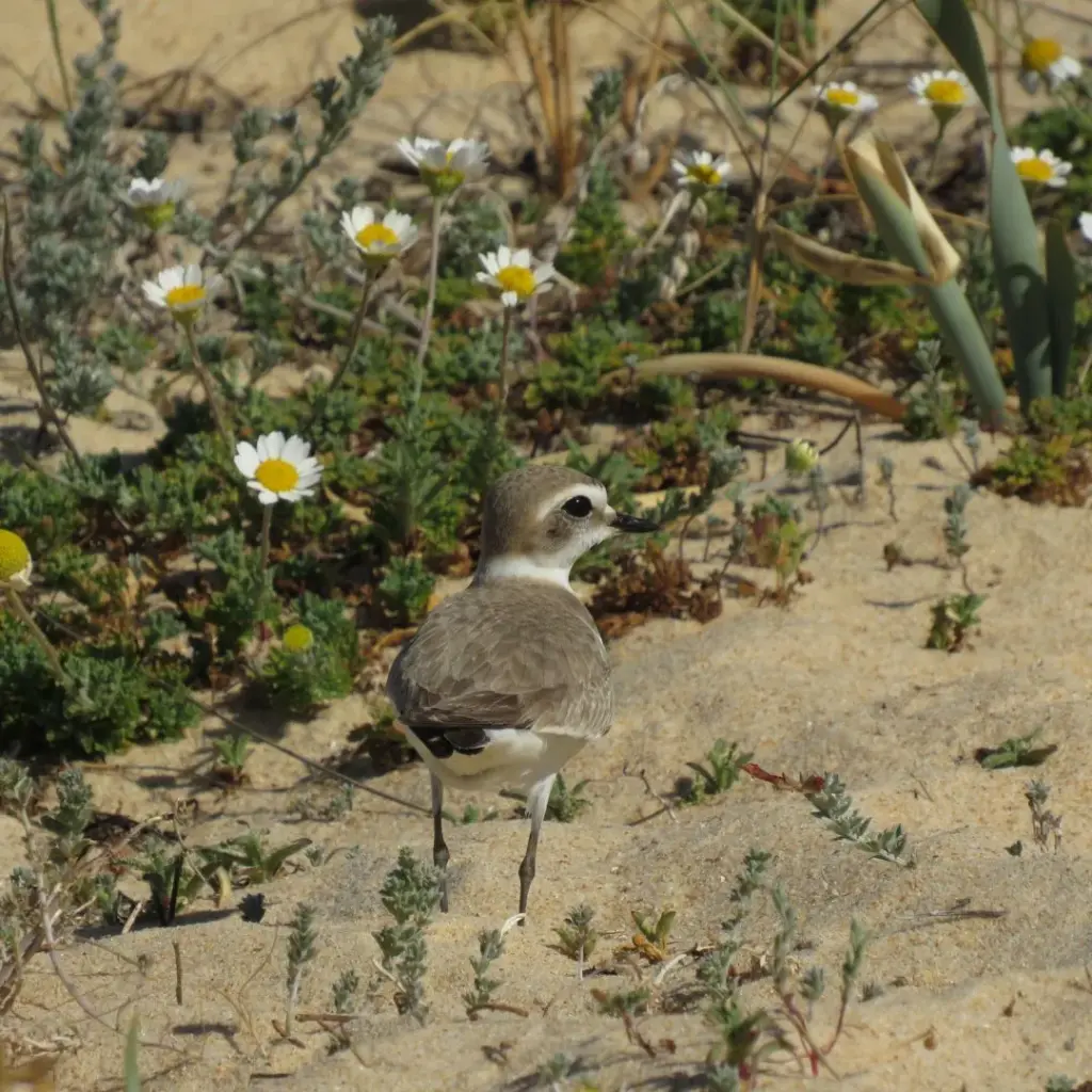 valorização e gestão da reserva natural local da foz do almargem e do trafal loulé geo21