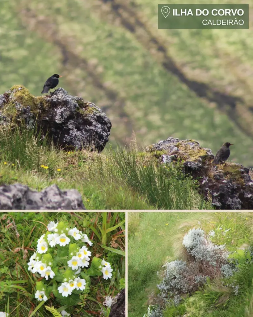 Monitorizacao_de_especies_Acores_Geo21_LIFE_Azores_Natura_Ilha_corvo_ilha_flores