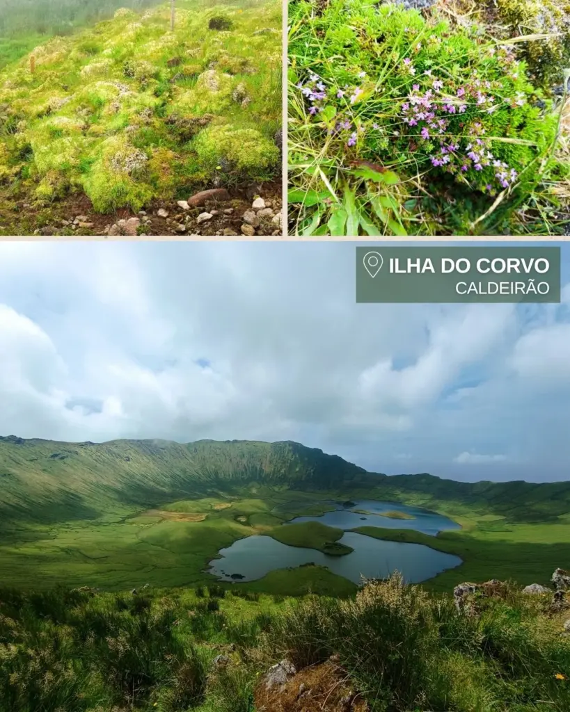 Monitorizacao_de_especies_Acores_Geo21_LIFE_Azores_Natura_Ilha_corvo_ilha_flores