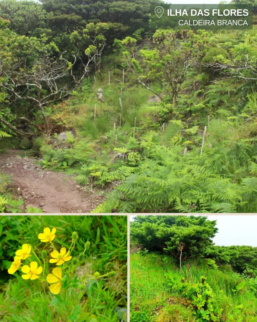 Monitorizacao_de_especies_Acores_Geo21_LIFE_Azores_Natura_Ilha_corvo_ilha_flores