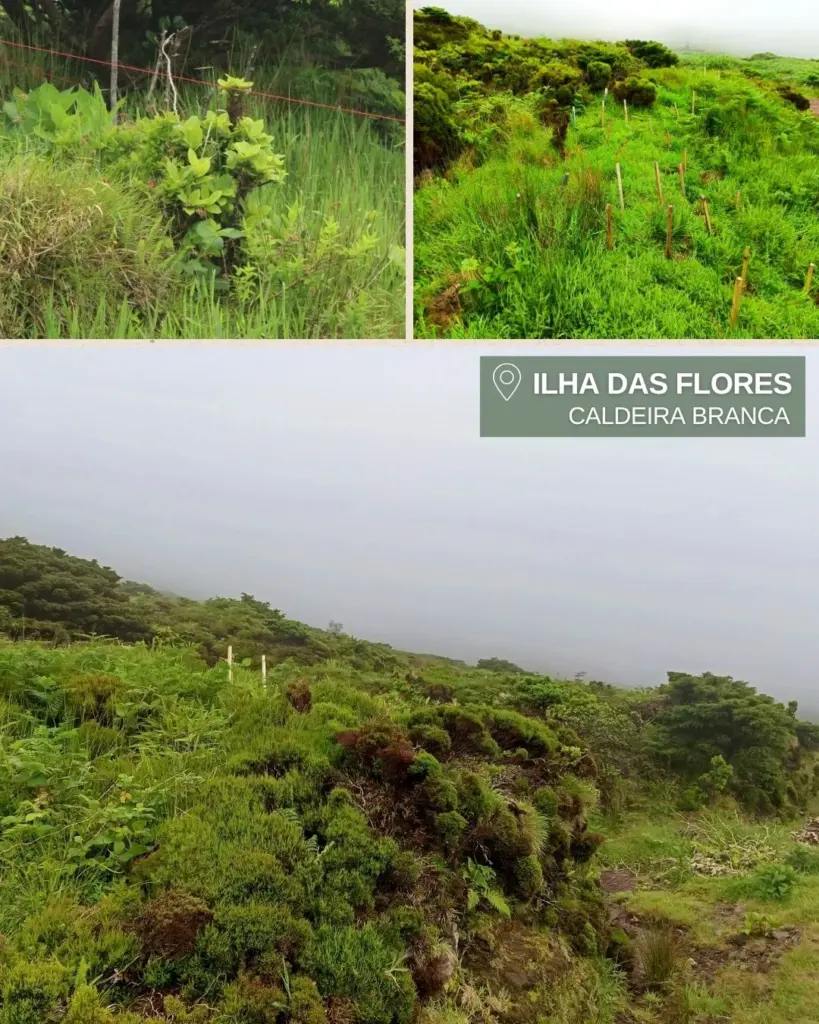 Monitorizacao_de_especies_Acores_Geo21_LIFE_Azores_Natura_Ilha_corvo_ilha_flores