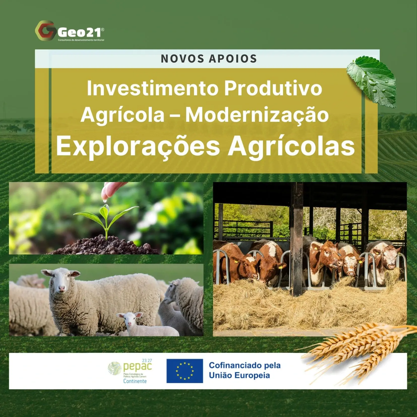 Investimento Produtivo Agrícola – Modernização | CANDIDATURAS ABERTAS | Portaria n.º 274/2024/1