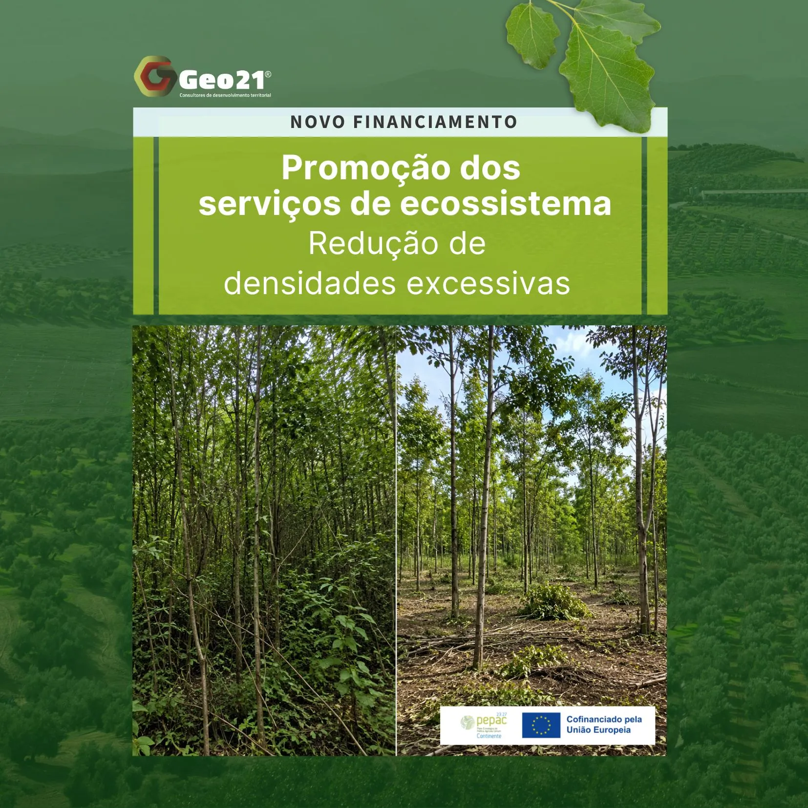 Novo apoio PEPAC para redução de densidades excessivas em povoamentos florestais