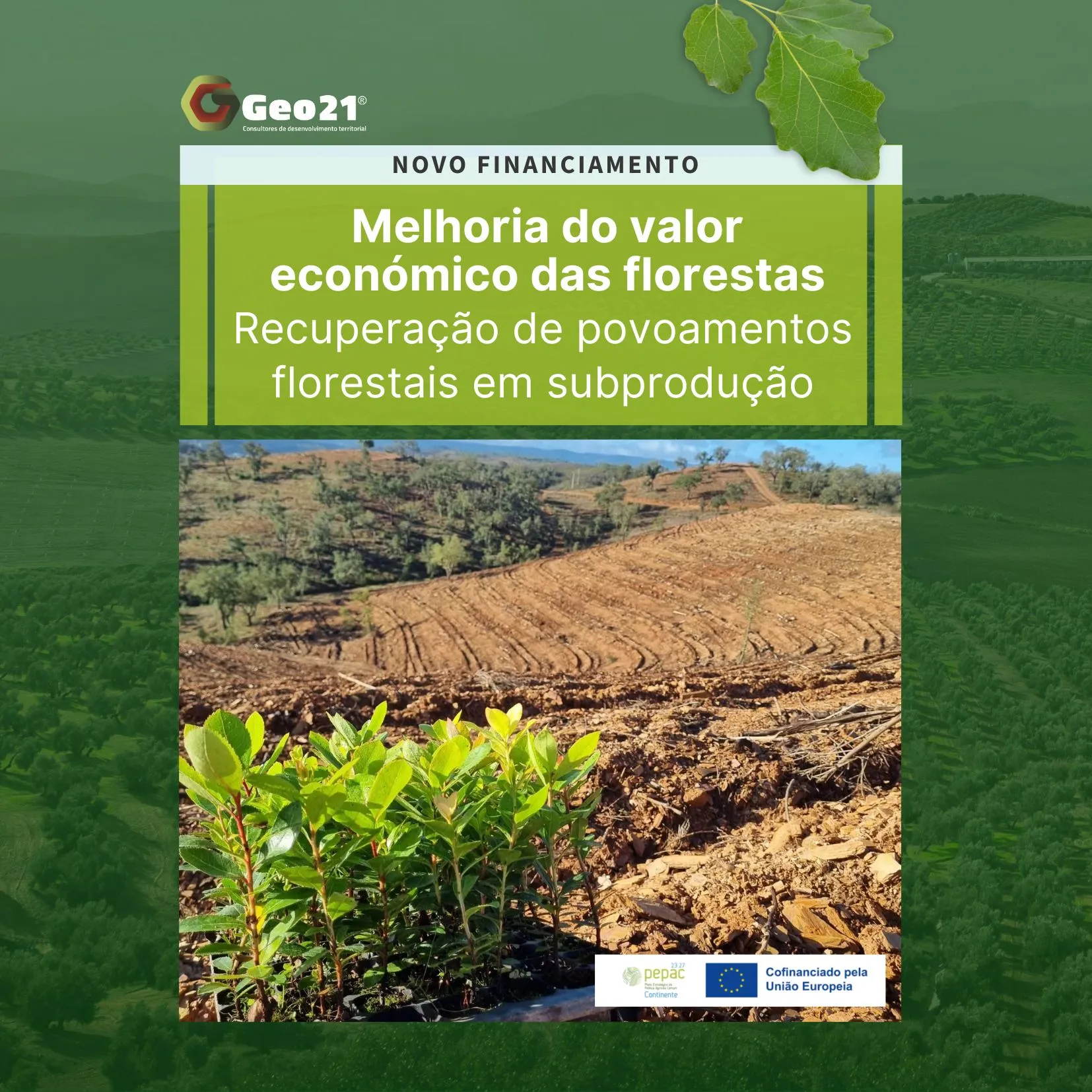 Novo apoio - Melhoria do valor económico das florestas | Recuperação de povoamentos florestais em subprodução